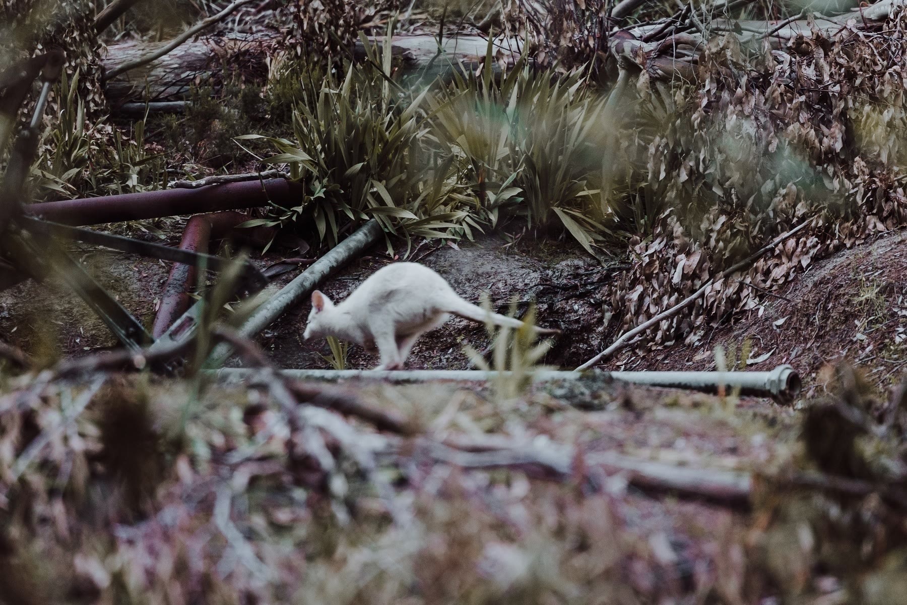 White Bennett's Wallaby